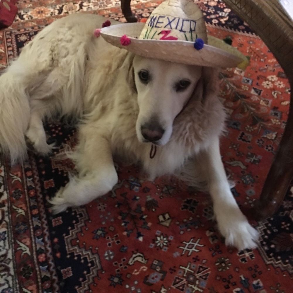 Meet your Posher, Elizabeth